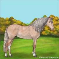 Horse Color:Silver Bay Ice Dun Rabicano 