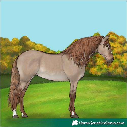 Horse Color:Liver Red Dun Sabino 