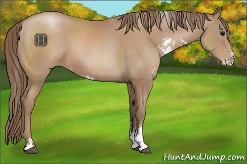 Horse Color:Black Pearl Sabino Rabicano 