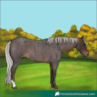 Horse Color:Silver Brown Roan 