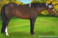 Horse Color:Liver Chestnut 