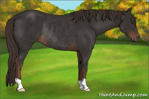 Horse Color:Liver Chestnut Rabicano 