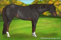 Horse Color:Liver Chestnut Rabicano