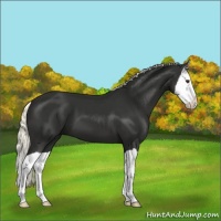 Horse Color:Liver Chestnut Mushroom Splash 