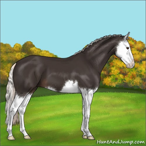 Horse Color:Liver Chestnut Mushroom Splash 