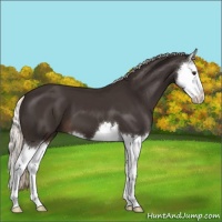 Horse Color:Liver Chestnut Mushroom Splash 