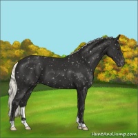 Horse Color:Liver Chestnut Mushroom Snowflake Varnish 