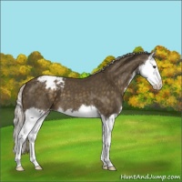 Horse Color:Chocolate Palomino Mushroom Splash Appaloosa 