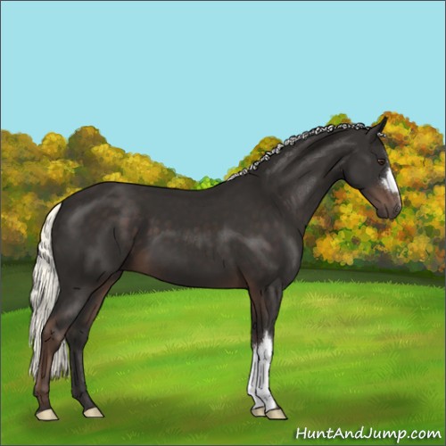 Horse Color:Liver Chestnut Mushroom 