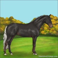 Horse Color:Liver Chestnut Mushroom Varnish 