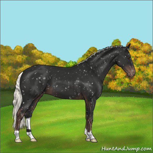 Horse Color:Liver Chestnut Mushroom Appaloosa 