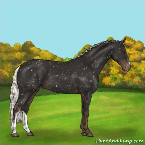 Horse Color:Liver Chestnut Mushroom Appaloosa