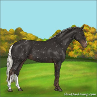 Horse Color:Liver Chestnut Mushroom Appaloosa 