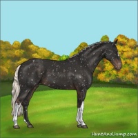 Horse Color:Liver Chestnut Mushroom Snowflake Varnish 
