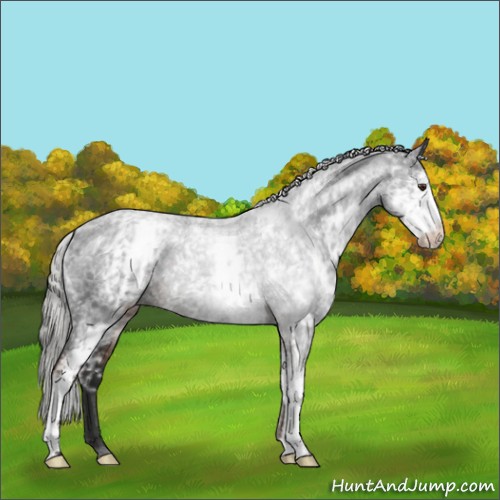 Horse Color:White Spotted Liver Chestnut Mushroom Appaloosa
