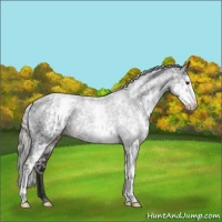 Horse Color:White Spotted Liver Chestnut Mushroom Appaloosa 