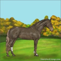 Horse Color:Chocolate Palomino Mushroom Appaloosa