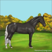 Horse Color:Liver Chestnut Mushroom Varnish 