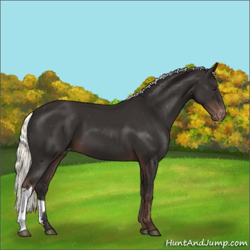 Horse Color:Liver Chestnut Mushroom Appaloosa