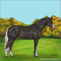 Horse Color:Liver Chestnut Mushroom Appaloosa 