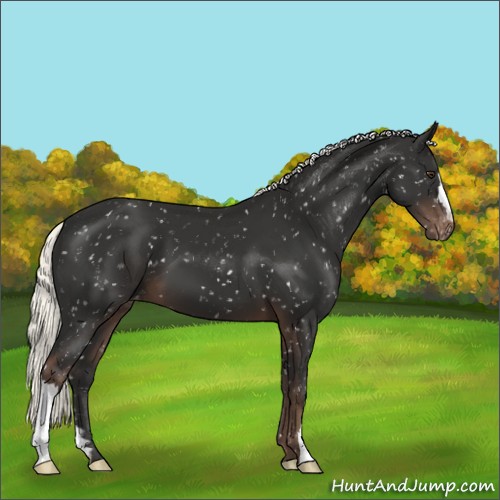 Horse Color:Liver Chestnut Mushroom Appaloosa 