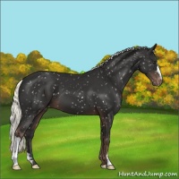 Horse Color:Liver Chestnut Mushroom Appaloosa 