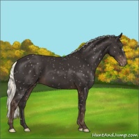 Horse Color:Liver Chestnut Mushroom Appaloosa 