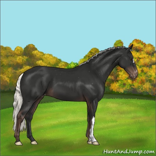 Horse Color:Liver Chestnut Mushroom Appaloosa