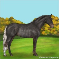 Horse Color:Liver Chestnut Mushroom Varnish Rabicano 