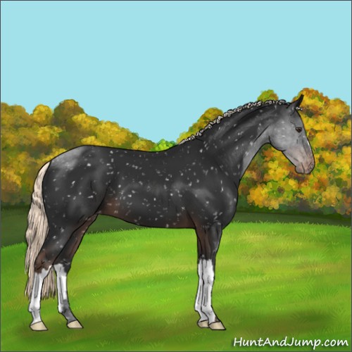 Horse Color:Liver Chestnut Mushroom Appaloosa 