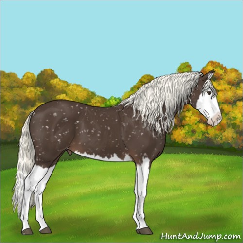 Horse Color:Liver Chestnut Mushroom Splash Appaloosa 