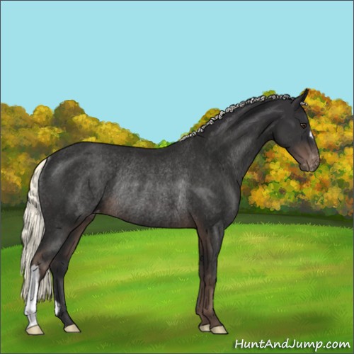 Horse Color:Liver Chestnut Mushroom Appaloosa Rabicano
