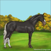 Horse Color:Liver Chestnut Mushroom Varnish 