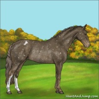 Horse Color:Chocolate Palomino Mushroom Appaloosa Rabicano 
