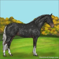 Horse Color:Liver Chestnut Mushroom Snowflake Varnish