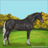 Horse Color:Liver Chestnut Mushroom Snowflake Varnish 