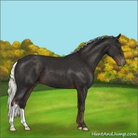Horse Color:Liver Chestnut Mushroom Appaloosa 