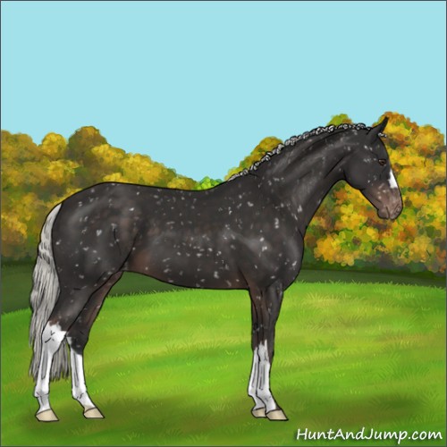 Horse Color:Liver Chestnut Mushroom Appaloosa