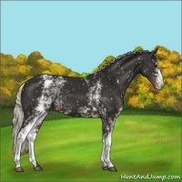 Horse Color:White Spotted Liver Chestnut Mushroom Appaloosa
