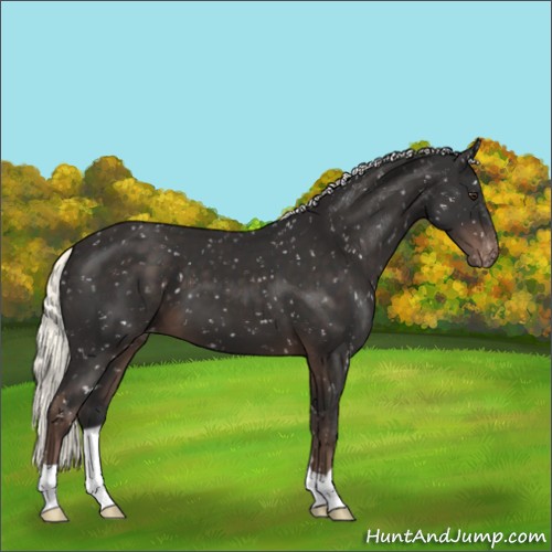 Horse Color:Liver Chestnut Mushroom Appaloosa