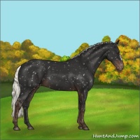 Horse Color:Liver Chestnut Mushroom Appaloosa 