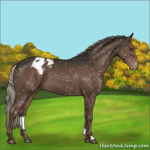 Horse Color:Liver Chestnut Mushroom Appaloosa