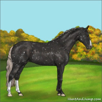 Horse Color:Liver Chestnut Mushroom Appaloosa 
