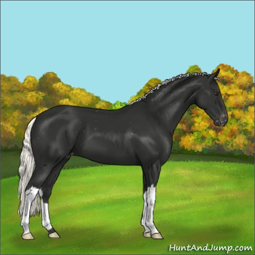 Horse Color:Liver Chestnut Mushroom Appaloosa 