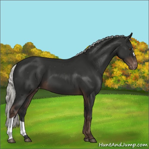 Horse Color:Liver Chestnut Mushroom Appaloosa