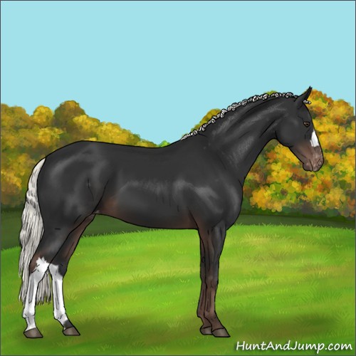 Horse Color:Liver Chestnut Mushroom Appaloosa