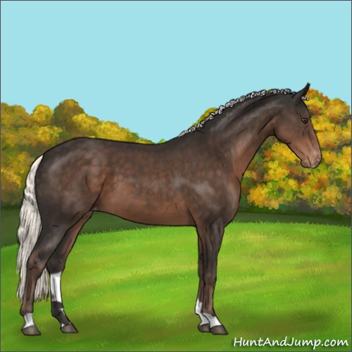 Horse Color:Liver Chestnut Mushroom Appaloosa 