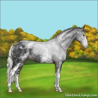 Horse Color:White Spotted Liver Chestnut Mushroom Appaloosa Rabicano 