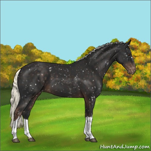 Horse Color:Liver Chestnut Mushroom Appaloosa 