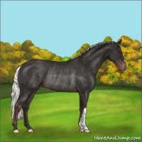 Horse Color:Liver Chestnut Mushroom Varnish Rabicano 